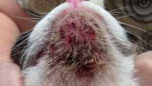 Jak léčit akné v kočce doma